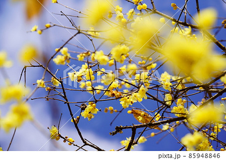 ロウバイ・前ボケと青空 ロウバイ・前ボケと青空 85948846