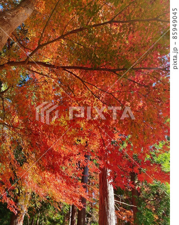 真っ赤な紅葉と秋の風景 真っ赤な紅葉と秋の風景 85949045
