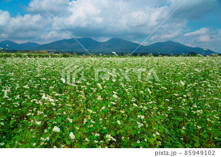 ソバ畑に咲くソバの花と蒜山三座5　岡山県真庭市 85949102
