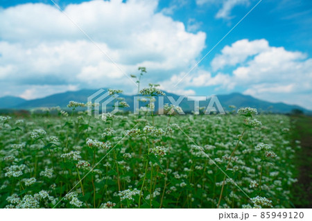 蒜山高原のソバ畑に咲くソバの花2　岡山県真庭市 85949120