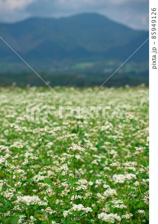 ソバ畑に咲くソバの花と蒜山高原3 岡山県真庭市 ソバ畑に咲くソバの花と蒜山高原3 岡山県真庭市 85949126