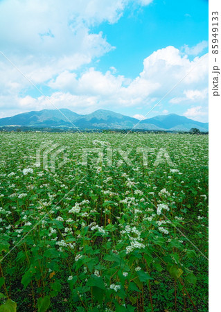 ソバ畑に咲くソバの花と蒜山三座8 岡山県真庭市 ソバ畑に咲くソバの花と蒜山三座8 岡山県真庭市 85949133