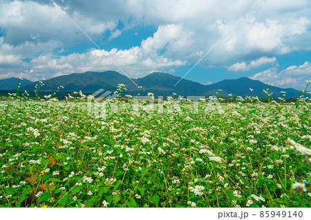 ソバ畑に咲くソバの花と蒜山三座10 岡山県真庭市 ソバ畑に咲くソバの花と蒜山三座10 岡山県真庭市 85949140