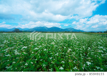 ソバ畑に咲くソバの花と蒜山三座17 岡山県真庭市 ソバ畑に咲くソバの花と蒜山三座17 岡山県真庭市 85949155