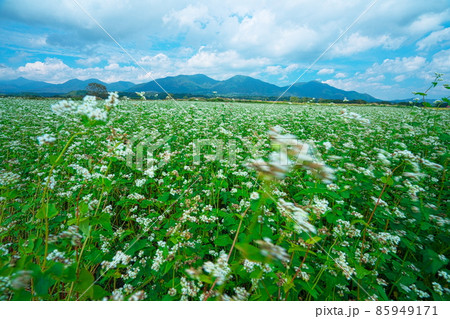 ソバ畑に咲くソバの花と蒜山三座21 岡山県真庭市 ソバ畑に咲くソバの花と蒜山三座21 岡山県真庭市 85949171