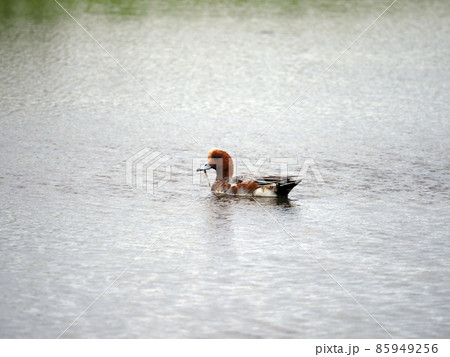 Duck in lagoon 85949256