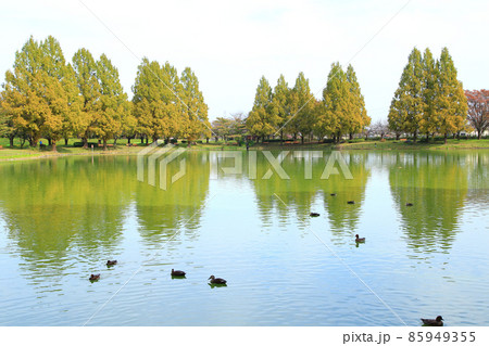 川越水上公園　秋の風景 85949355