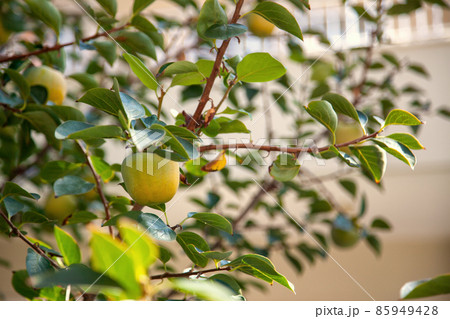 A branch with unripe persimmon fruits in dense foliage in the garden, 85949428