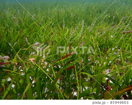 Sea grass 85949603