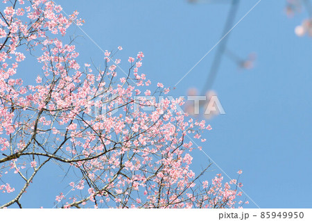 wild himalayan cherry or prunus cerasoides, sakura or pink flower background 85949950