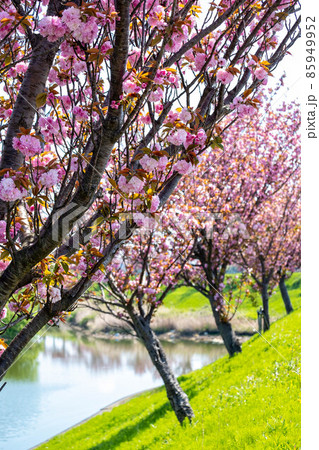 どこまでも続く桜並木 85949952