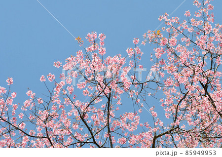 wild himalayan cherry or prunus cerasoides, sakura or pink flower wild himalayan cherry or prunus cerasoides, sakura or pink flower 85949953