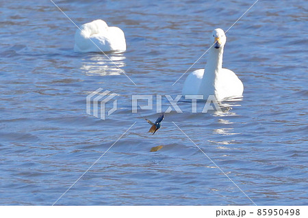 埼玉県比企郡川島町の白鳥飛来地 水上を飛ぶカワセミと近くを泳ぐコハクチョウ 埼玉県比企郡川島町の白鳥飛来地 水上を飛ぶカワセミと近くを泳ぐコハクチョウ 85950498