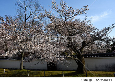 京都　醍醐寺の霊宝館前の桜 85950844
