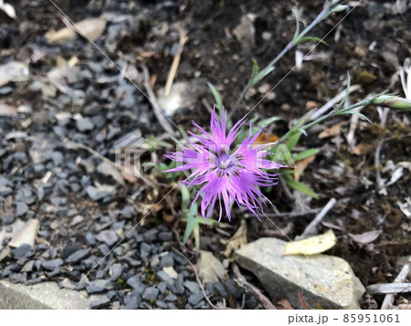 タカネナデシコ 85951061