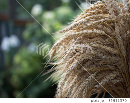 Ears of ripe wheat taken in close-up. Space for the text. Ears of ripe wheat taken in close-up. Space for the text. 85951570