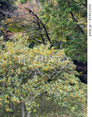 深秋の栗林公園（11月上旬・キンモクセイ） 85952205