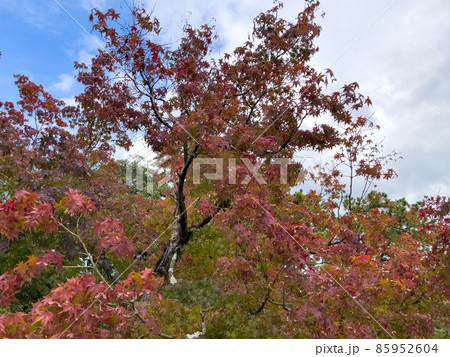 深秋の栗林公園（11月上旬） 85952604