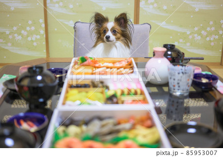 愛犬と一緒にお正月にお節料理を囲んで家族の食卓 85953007