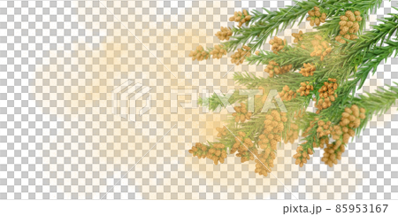 Cedar pollen pollinosis illustration real 85953167