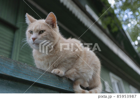Light cat sits on a wooden fence on a summer day 85953987