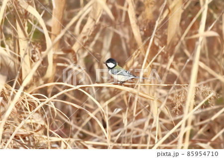 ヨシの中にひそむ虫を探すシジュウカラ  　　 85954710