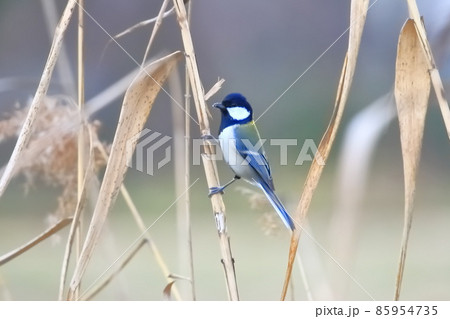 ヨシの中にひそむ虫を探すシジュウカラ  　　 85954735