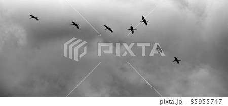 Silhouette of flying geese against a gray sky with dense clouds, black and white 85955747