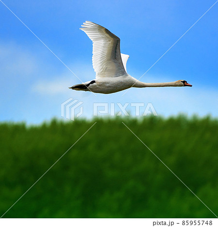 Flying swan, Cygnus olor, in perfect aerodynamic shape, against blurred background with green bushes and blue sky 85955748
