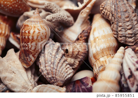 a lot of different empty sea shells, natural background, macro details 85955851