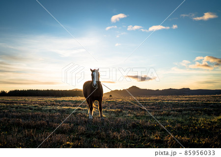 Beautiful Horse on a field in New Zealand during sunset. 85956033