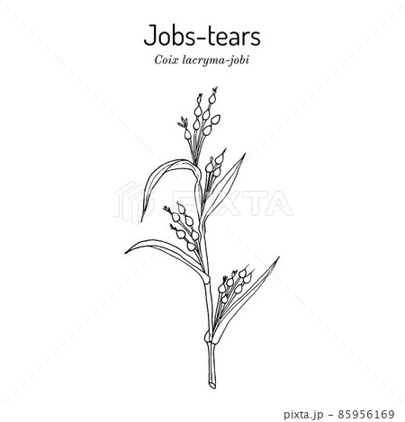 Jobs tears or adlay millet Coix lacryma-jobi , edible and medicinal plant. 85956169
