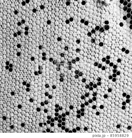 Abstract hexagon structure is honeycomb from bee hive Abstract hexagon structure is honeycomb from bee hive 85958829