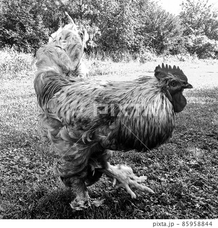 Rooster crowing looking for food in natural grass 85958844