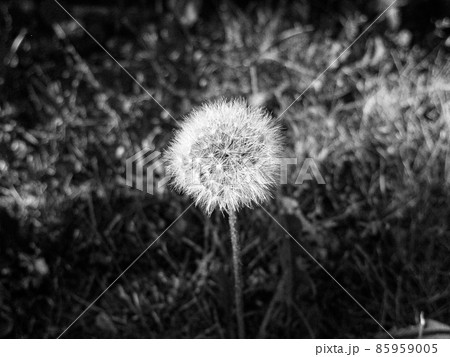 Bouquet wildflowers blowball blooming in garden Bouquet wildflowers blowball blooming in garden 85959005