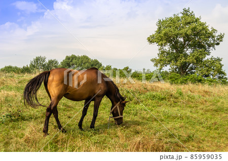 Beautiful wild brown horse stallion on summer flower meadow 85959035