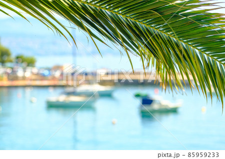 Palm leaf and moored yacht, boats and ships in the marina on the background. Summer vacation destination concept. Palm leaf and moored yacht, boats and ships in the marina on the background. Summer vacation destination concept. 85959233