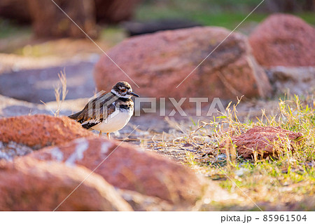Close up shoot of cute Killdeer Close up shoot of cute Killdeer 85961504