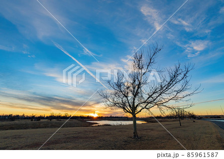 Sunset view of a nature field with a tree 85961587