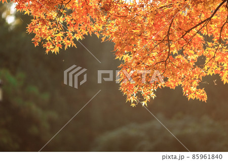 Beijing autumn ditan park view beautiful fall Beijing autumn ditan park view beautiful fall 85961840