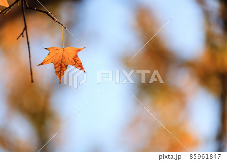 Beijing autumn ditan park view beautiful fall Beijing autumn ditan park view beautiful fall 85961847