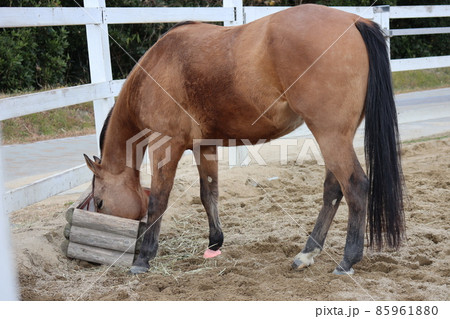 餌のケースに顔を突っ込んでえさを食べる馬がいる動物園の牧場の風景 餌のケースに顔を突っ込んでえさを食べる馬がいる動物園の牧場の風景 85961880