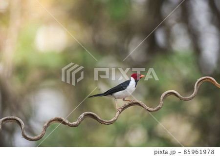 Yellow billed Cardinal,perched on a liana,Pantanal forest, Brazil 85961978