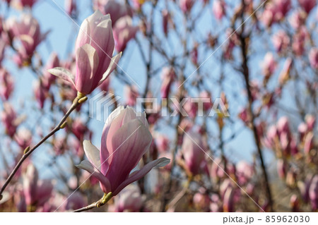 magnolia tree in blossom. fresh pink flower on the branch in spring. soft bokeh background of a garden magnolia tree in blossom. fresh pink flower on the branch in spring. soft bokeh background of a garden 85962030