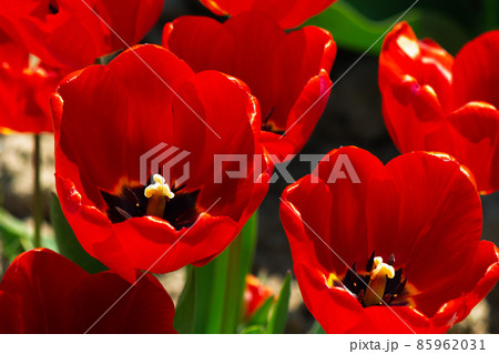 blooming red tulip flowers in the garden. beautiful floral nature background in springtime on a bright sunny day blooming red tulip flowers in the garden. beautiful floral nature background in springtime on a bright sunny day 85962031