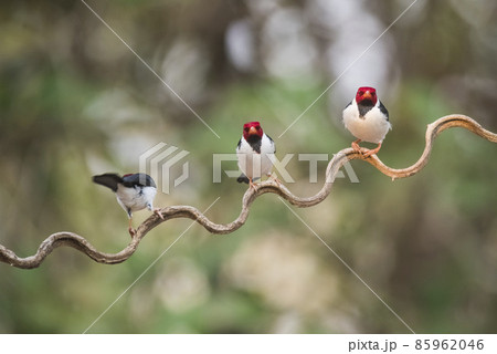 Yellow billed Cardinal,perched on a liana,Pantanal forest, Brazil 85962046