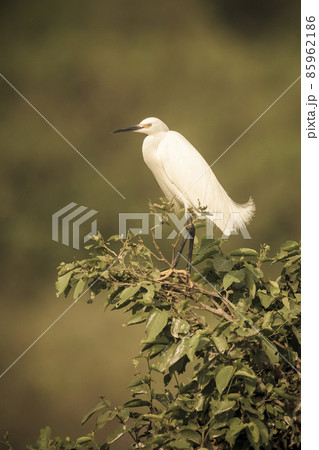 White heron, perched on the vegetation, Pantanal , Brazil White heron, perched on the vegetation, Pantanal , Brazil 85962186