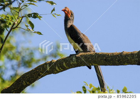Southern yellow billed hornbill 85962205