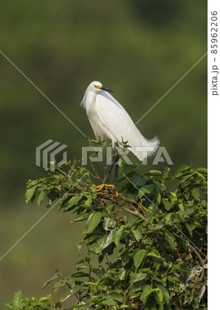 White heron, perched on the vegetation, Pantanal , Brazil 85962206