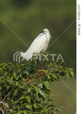 White heron, perched on the vegetation, Pantanal , Brazil 85962207